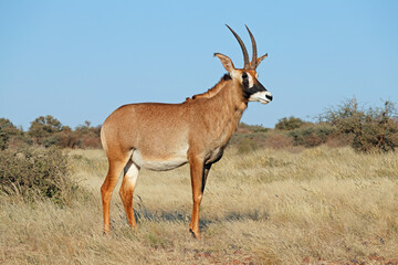 A rare roan antelope (Hippotragus equinus) in natural habitat, South Africa.