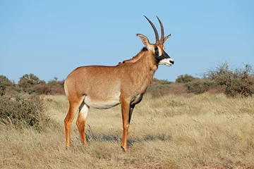 Foto op Canvas A rare roan antelope (Hippotragus equinus) in natural habitat, South Africa. © EcoView