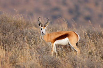 A springbok antelope (Antidorcas marsupialis) in grassland, Mokala National Park, South Africa.