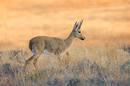 A grey rhebuck (Pelea capreolus) in natural habitat, Mountain Zebra National Park, South Africa.