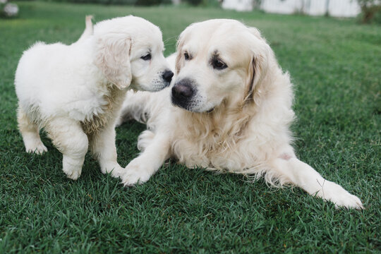 dogs meeting each other