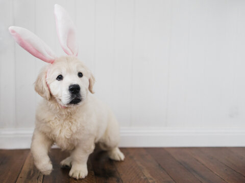 English cream golden retriever puppy in bunny ears