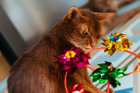 Red cat with toy.