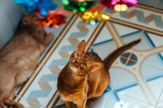 Abyssinian red-haired cat.