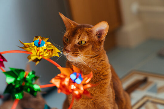 Abyssinian cat with colorful children's toy.