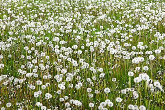 Spring floral background with white dandelions