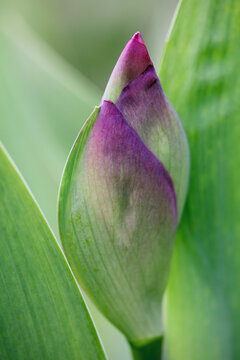 Iris germanica flower bud