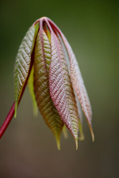 Unfolding chestnut leaf