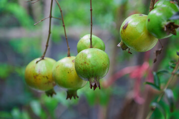 Fresh pomegranate fruit hanging on tree branch