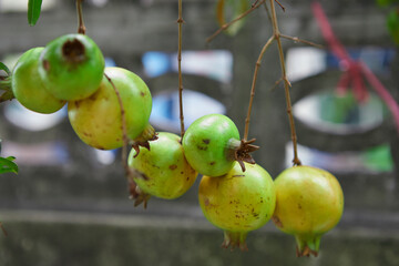 Fresh pomegranate fruit hanging on tree branch