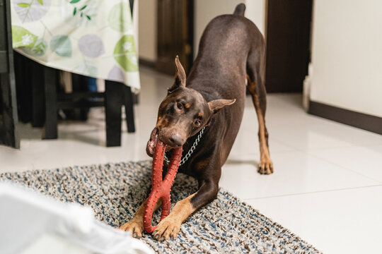 dog playing in your living room
