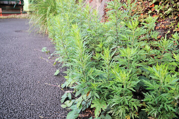 オオアレチノギク