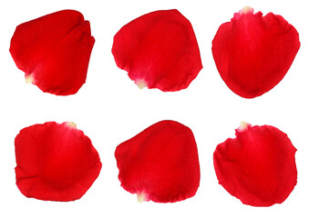 red rose petals isolated on a white background. 
