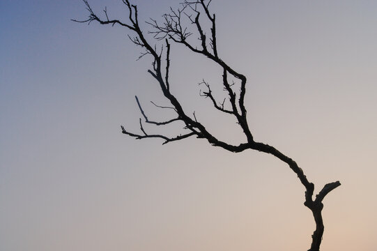 A close-up of leafless branches.