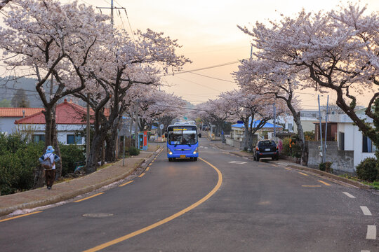 Blue bus and cherry blossom village.