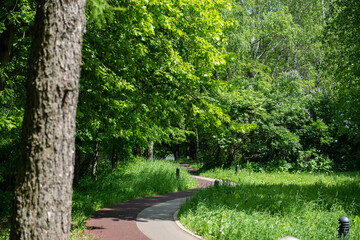 pedestrian and bicycle path in the forest