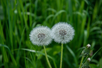 Two dandelion seed heads together on the green meadow, selective focus