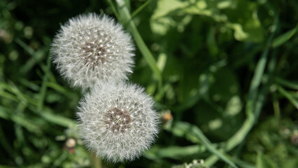 Two dandelion seed heads together on the green meadow, selective focus
