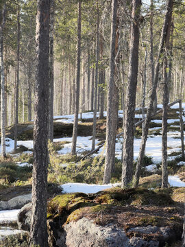 Spring Forest with Patches of Snow In the Ground