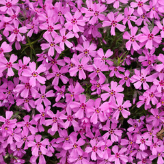 Background of purple flowers Phlox in spring