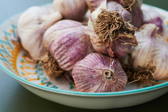Close up detail of purple garlic bulbs