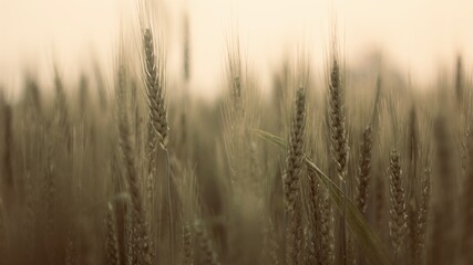 Obraz premium Wheat field