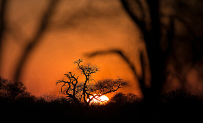 African wilde life. Kenya.