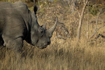 African wilde life. Kenya.