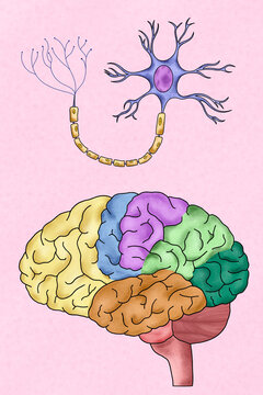 Human brain and neuron illustration