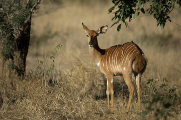 African wilde life. Kenya.