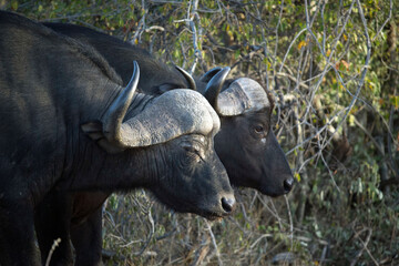 Obraz premium African wilde life. Kenya.