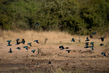 African wilde life. Kenya.