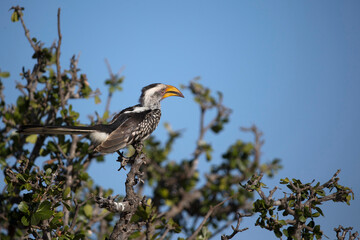 African wilde life. Kenya.
