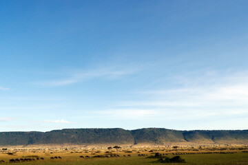 African wilde life. Kenya.