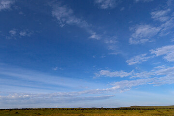 Obraz premium African wilde life. Kenya.