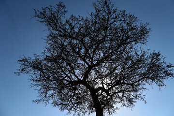 African wilde life. Kenya.