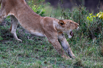 African wilde life. Kenya.