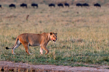 African wilde life. Kenya.