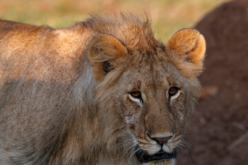 African wilde life. Kenya.