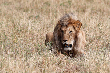 African wilde life. Kenya.