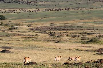 African wilde life. Kenya.