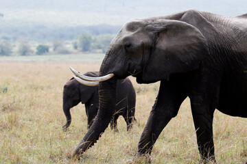 African wilde life. Kenya.