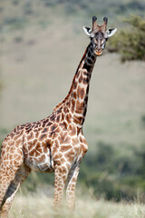African wilde life. Kenya.