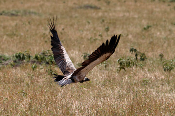 African wilde life. Kenya.