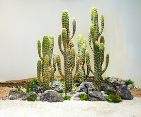 선인장과 돌배경