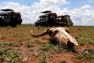 African wilde life. Kenya.