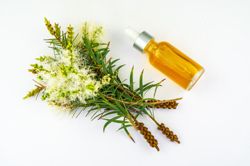 Fresh tea tree branch and essential oil on white background. Tea tree oil (Melaleuca alternifolia) - obrazy, fototapety, plakaty