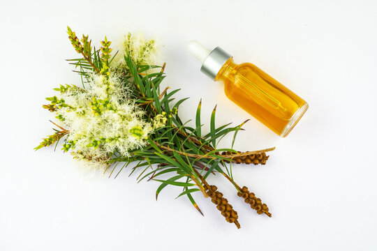 Fresh tea tree branch and essential oil on white background. Tea tree oil (Melaleuca alternifolia)