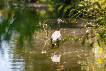 Great blue heron (Ardea cinerea) holds a crayfish in its beak.