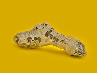 Coral on the yellow studio background